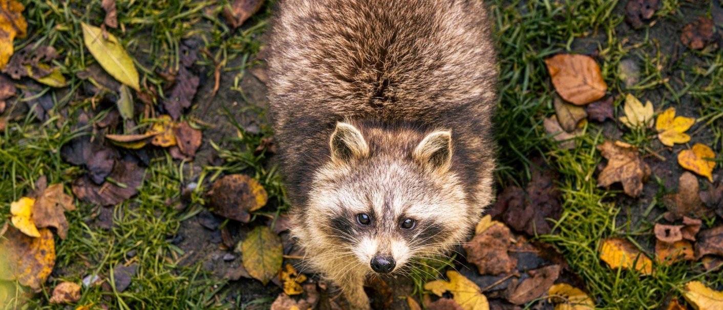Ein neugieriger Waschbär blickt in die Kamera, während er auf einem mit Herbstblättern bedeckten Boden steht., © Stuttgart-Marketing GmbH, Sarah Schmid Ein neugieriger Waschbär blickt in die Kamera, während er auf einem mit Herbstblättern bedeckten Boden steht., © Stuttgart-Marketing GmbH, Sarah Schmid