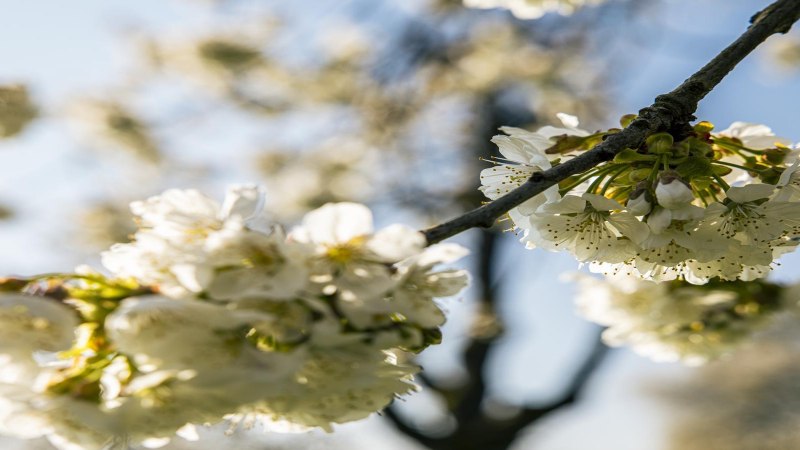 Grafenberg Schorndorf Apfelblüten im Sonnenlicht, © SMG, Sarah Schmid Grafenberg Schorndorf Apfelblüten im Sonnenlicht, © SMG, Sarah Schmid