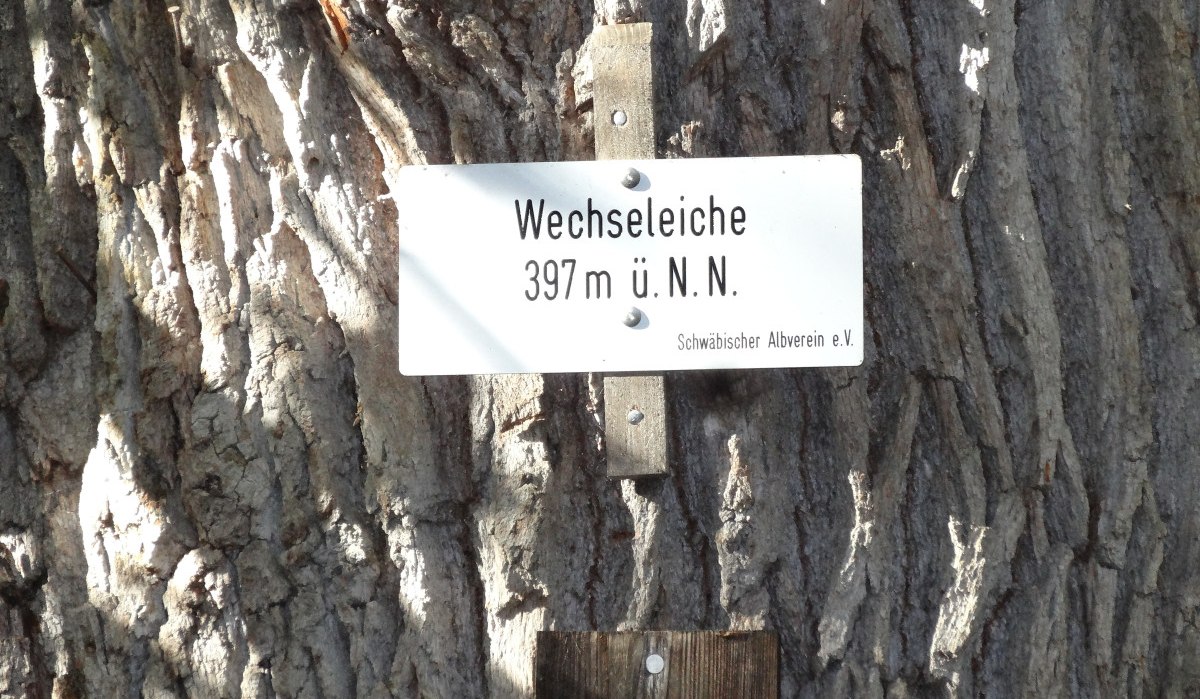 Schild an einem Baumstamm mit der Aufschrift 'Wechseleiche 397 m ü. N.N.' und 'Naturdenkmal'., © Nürtingen - Stuttgart-Marketing GmbH Schild an einem Baumstamm mit der Aufschrift 'Wechseleiche 397 m ü. N.N.' und 'Naturdenkmal'., © Nürtingen - Stuttgart-Marketing GmbH