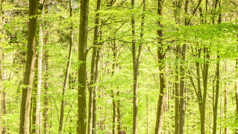 Drei Personen wandern auf einem Waldweg, umgeben von hohen Bäumen mit frischem, grünem Laub., © Stadtverwaltung Winnenden Drei Personen wandern auf einem Waldweg, umgeben von hohen Bäumen mit frischem, grünem Laub., © Stadtverwaltung Winnenden