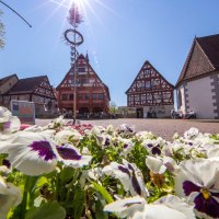 Blumen im Vordergrund, dahinter Fachwerkhäuser und ein Maibaum unter strahlendem Sonnenschein in Plochingen., © Stuttgart-Marketing GmbH, Achim Mende Blumen im Vordergrund, dahinter Fachwerkhäuser und ein Maibaum unter strahlendem Sonnenschein in Plochingen., © Stuttgart-Marketing GmbH, Achim Mende