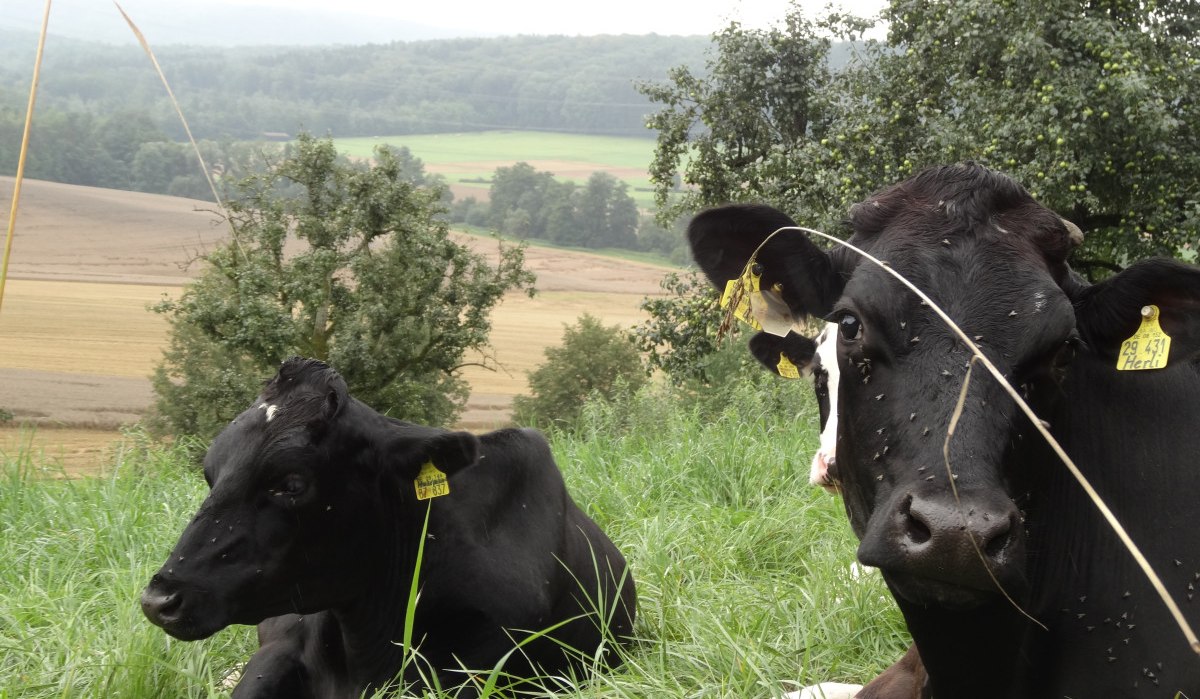 Zwei Kühe liegen auf einer grünen Wiese, umgeben von Bäumen und Feldern im Hintergrund., © Nürtingen - Stuttgart-Marketing GmbH