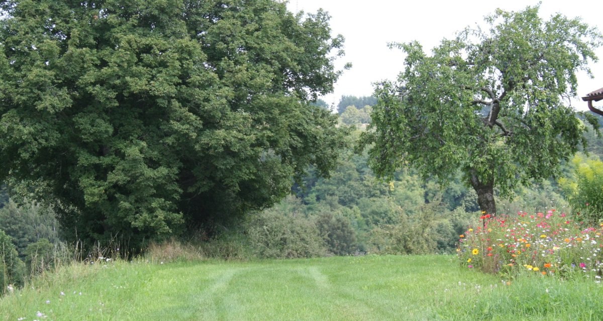 Grüne Wiese mit zwei großen Bäumen und bunten Blumen am Rand. Im Hintergrund ist ein bewaldeter Hügel zu sehen., © Natur.Nah. Schönbuch & Heckengäu Grüne Wiese mit zwei großen Bäumen und bunten Blumen am Rand. Im Hintergrund ist ein bewaldeter Hügel zu sehen., © Natur.Nah. Schönbuch & Heckengäu