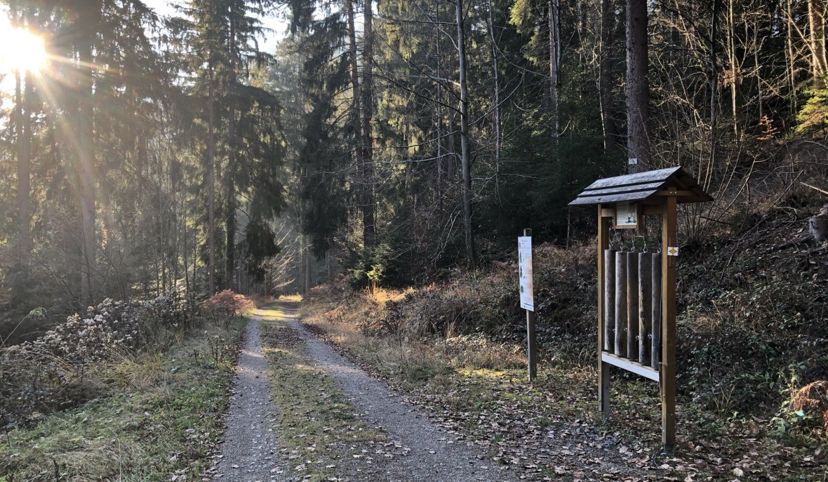 Ein Waldweg mit Sonnenstrahlen durch die Bäume. Rechts steht ein hölzernes Informationsschild. Der Boden ist mit Laub bedeckt., © Nördlicher Schwarzwald