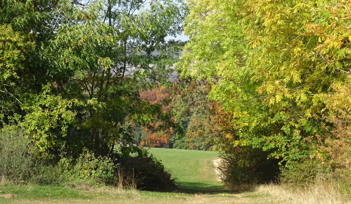 Ein schmaler Weg führt durch eine grüne Landschaft, gesäumt von Bäumen mit herbstlichem Laub., © Foto: Cornelia Steinbach Ein schmaler Weg führt durch eine grüne Landschaft, gesäumt von Bäumen mit herbstlichem Laub., © Foto: Cornelia Steinbach