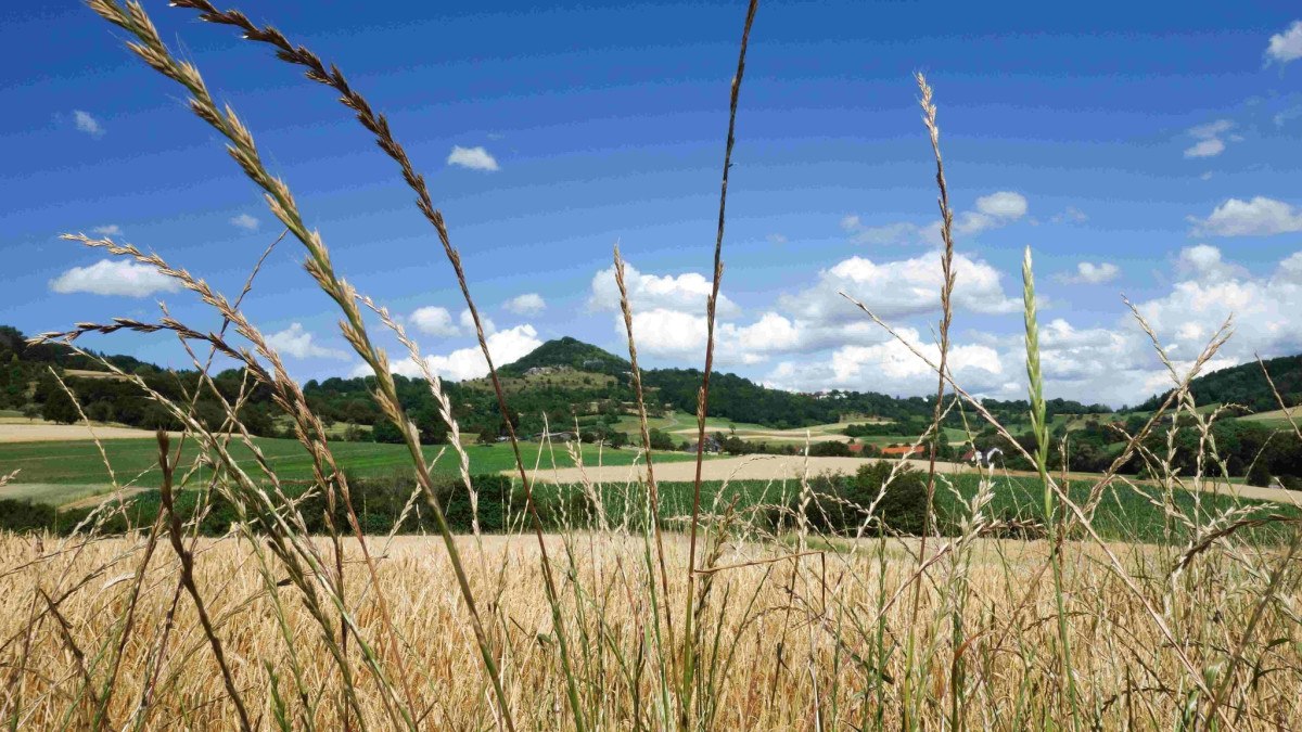 Getreidehalme im Vordergrund, dahinter eine hügelige Landschaft mit Feldern und Bäumen unter blauem Himmel., © Landkreis Göppingen Getreidehalme im Vordergrund, dahinter eine hügelige Landschaft mit Feldern und Bäumen unter blauem Himmel., © Landkreis Göppingen