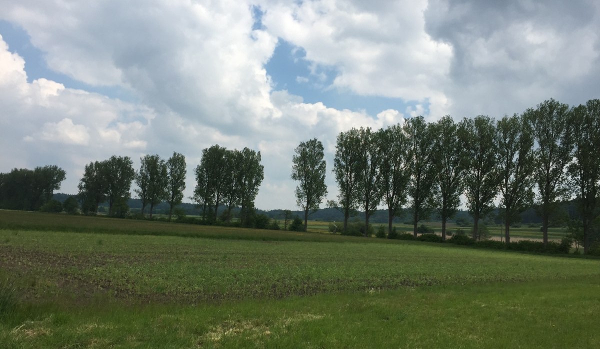 Eine Allee von hohen Bäumen steht auf einem grünen Feld unter einem bewölkten Himmel mit einigen blauen Stellen., © www.pro-cycl.de Eine Allee von hohen Bäumen steht auf einem grünen Feld unter einem bewölkten Himmel mit einigen blauen Stellen., © www.pro-cycl.de