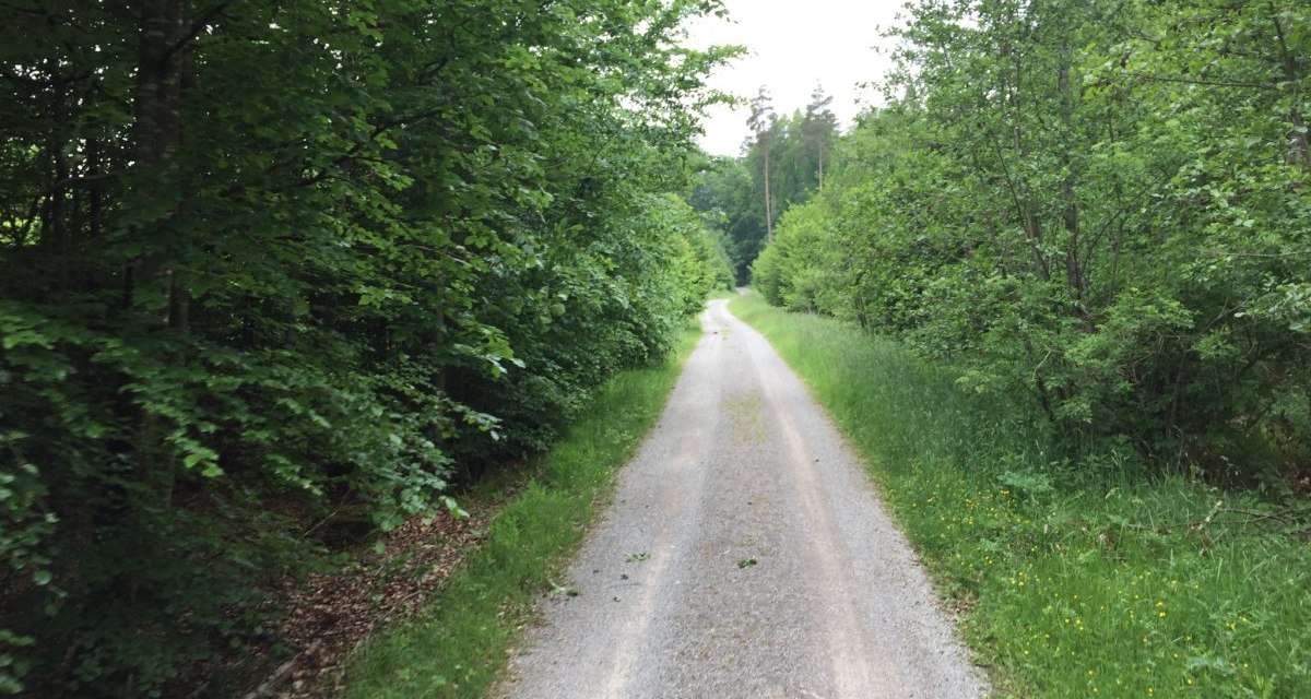 Ein schmaler Waldweg schl&auml;ngelt sich durch &uuml;ppiges Gr&uuml;n im Sch&ouml;nbuch. Die B&auml;ume und B&uuml;sche sind dicht und saftig gr&uuml;n., &copy; www.pro-cycl.de