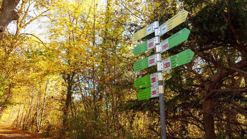 Ein Wegweiser im herbstlichen Wald auf dem Gaildorfer Rundwanderweg, umgeben von gelben Bl&auml;ttern und einem sonnigen Pfad., &copy; Stadt Gaildorf