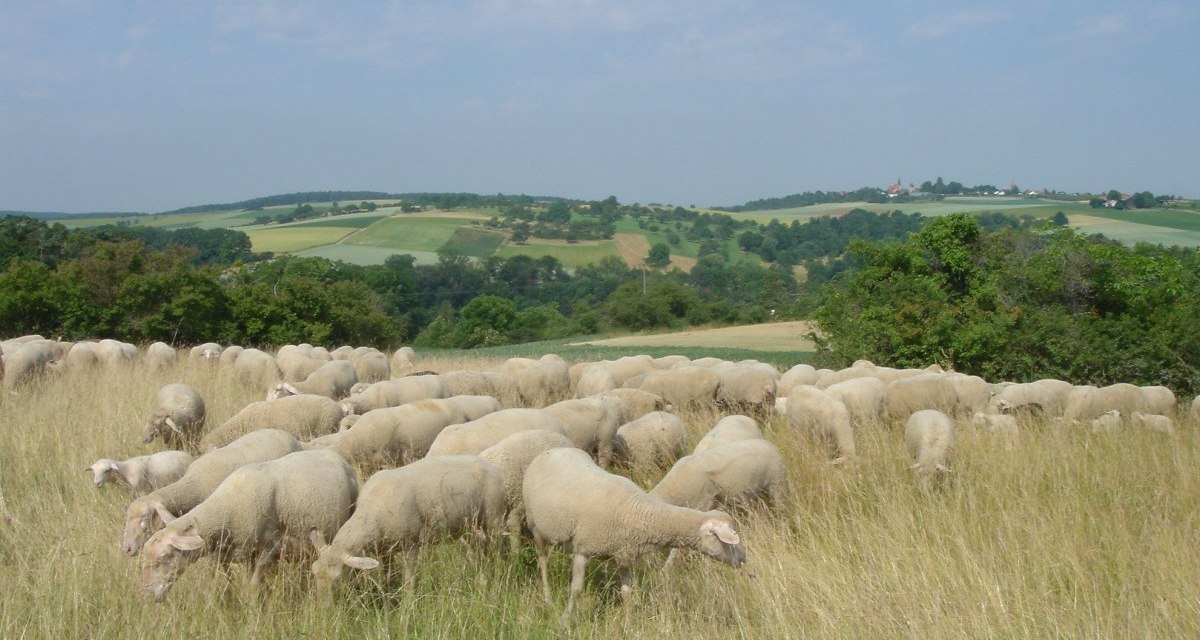 Schafherde auf einer Wiese, im Hintergrund hügelige Landschaft und das Dorf Nussdorf., © Land der 1000 Hügel - Kraichgau-Stromberg Schafherde auf einer Wiese, im Hintergrund hügelige Landschaft und das Dorf Nussdorf., © Land der 1000 Hügel - Kraichgau-Stromberg