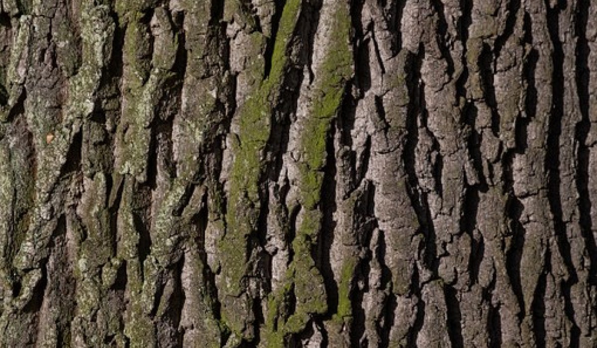 Nahaufnahme von Eichenrinde mit unregelmäßigen Rissen und grünem Moosbewuchs., © Nördlicher Schwarzwald Nahaufnahme von Eichenrinde mit unregelmäßigen Rissen und grünem Moosbewuchs., © Nördlicher Schwarzwald