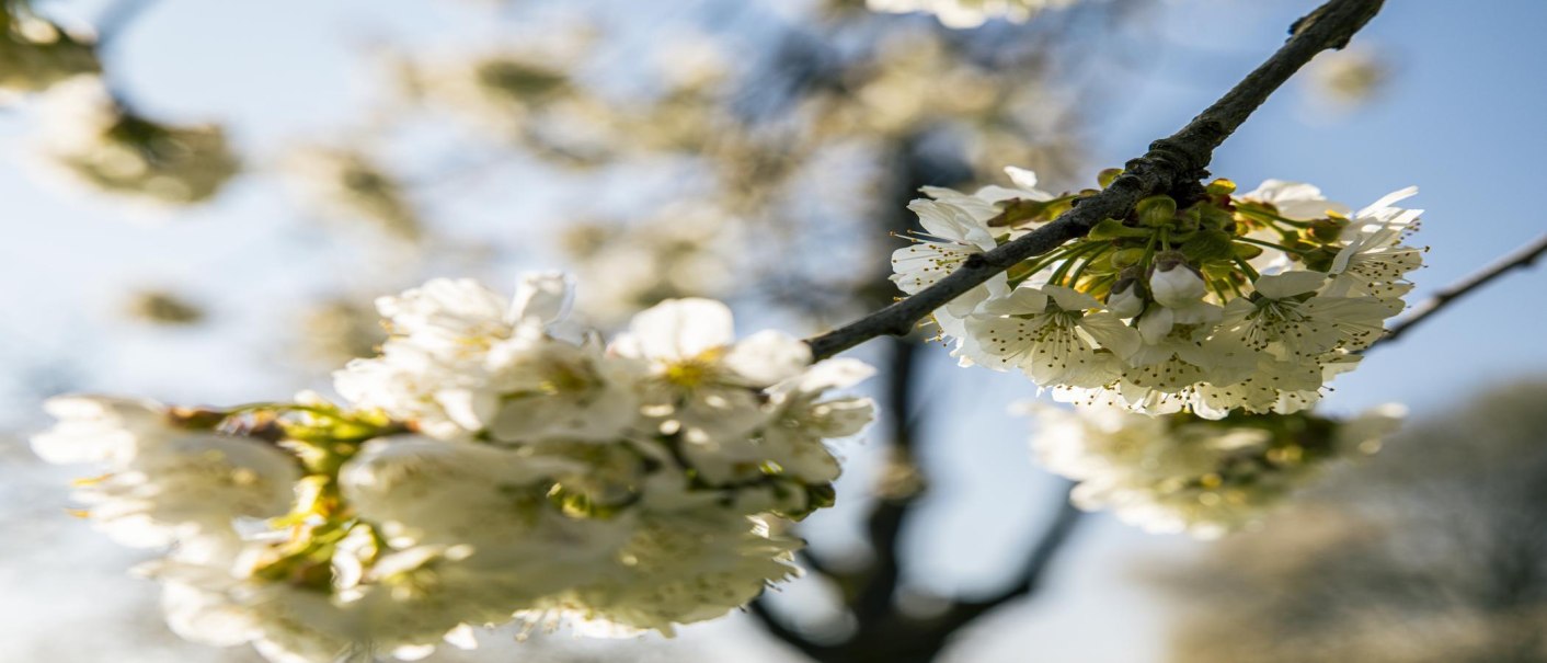 Weiße Apfelblüten leuchten im Sonnenlicht vor einem unscharfen Hintergrund. Ein Ast zieht sich diagonal durchs Bild., © SMG,  Sarah Schmid
