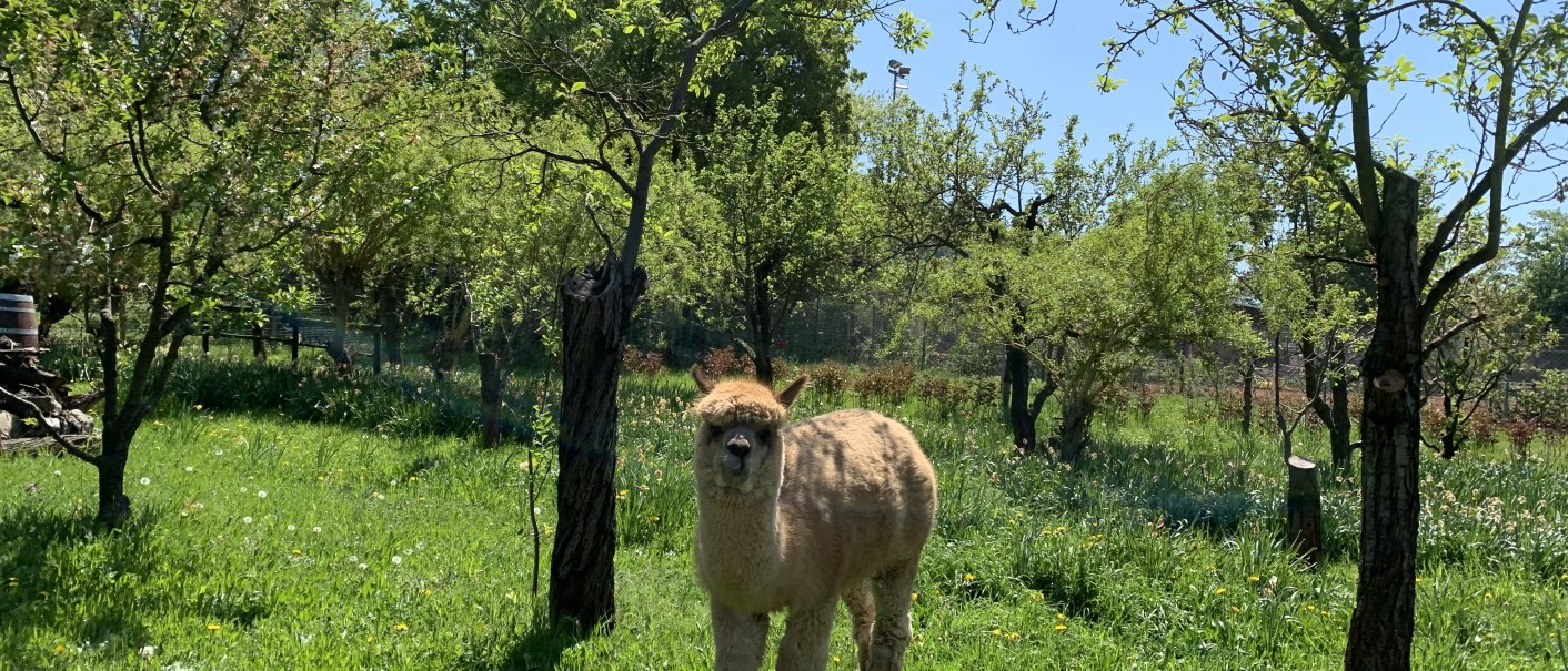 Ein Alpaka steht auf einer grünen Wiese, umgeben von Bäumen, unter einem klaren blauen Himmel., © Württemberg Alpakas Ein Alpaka steht auf einer grünen Wiese, umgeben von Bäumen, unter einem klaren blauen Himmel., © Württemberg Alpakas