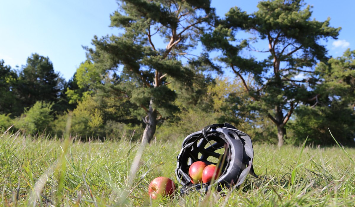 Ein Fahrradhelm voller &Auml;pfel liegt auf einer gr&uuml;nen Wiese unter blauem Himmel, umgeben von B&auml;umen., &copy; Natur.Nah. Sch&ouml;nbuch & Heckeng&auml;u