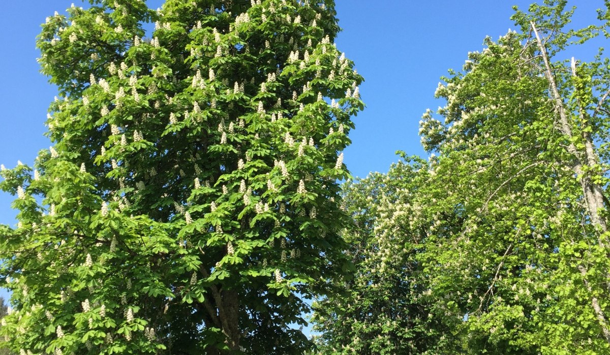 Blühende Kastanienbäume säumen einen Weg im Naturschutzgebiet unter klarem, blauem Himmel., © www.pro-cycl.de Blühende Kastanienbäume säumen einen Weg im Naturschutzgebiet unter klarem, blauem Himmel., © www.pro-cycl.de
