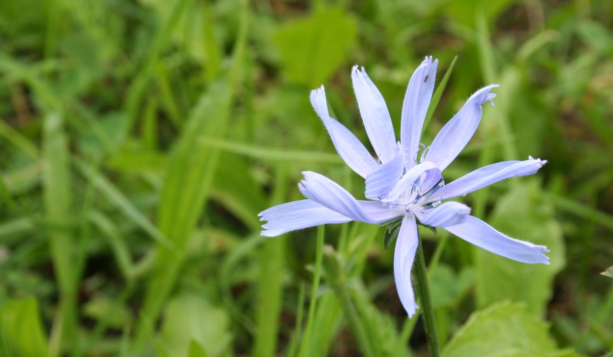 Eine blaue Blume mit gezackten Blütenblättern steht im Fokus vor einem unscharfen grünen Hintergrund., © Natur.Nah. Schönbuch & Heckengäu