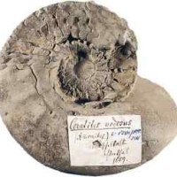 Städtisches Natkurkundliches Museum in Göppingen Städtisches Natkurkundliches Museum in Göppingen