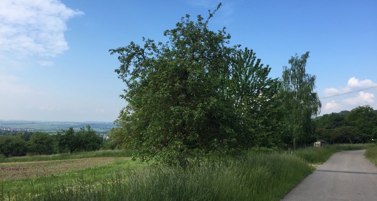 Ein ländlicher Weg führt an einem großen Baum vorbei, umgeben von grünen Wiesen und Feldern unter einem klaren blauen Himmel., © www.pro-cycl.de Ein ländlicher Weg führt an einem großen Baum vorbei, umgeben von grünen Wiesen und Feldern unter einem klaren blauen Himmel., © www.pro-cycl.de