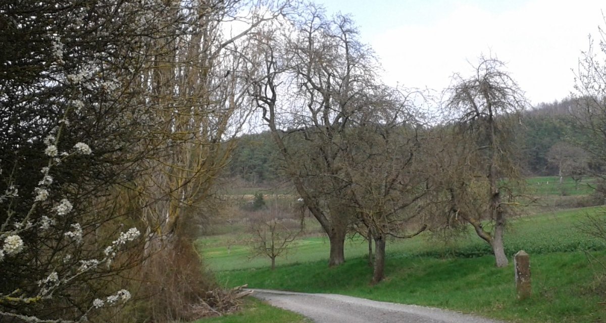 Ein Kiesweg schlängelt sich durch eine grüne Landschaft mit blühenden Bäumen und Wiesen im NSG Betzenbuckel., © Natur.Nah. Schönbuch & Heckengäu Ein Kiesweg schlängelt sich durch eine grüne Landschaft mit blühenden Bäumen und Wiesen im NSG Betzenbuckel., © Natur.Nah. Schönbuch & Heckengäu
