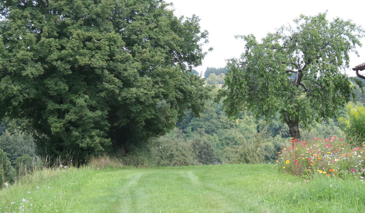 Grüne Wiese mit zwei großen Bäumen und bunten Blumen am Rand. Im Hintergrund ist ein bewaldeter Hügel zu sehen., © Natur.Nah. Schönbuch & Heckengäu Grüne Wiese mit zwei großen Bäumen und bunten Blumen am Rand. Im Hintergrund ist ein bewaldeter Hügel zu sehen., © Natur.Nah. Schönbuch & Heckengäu