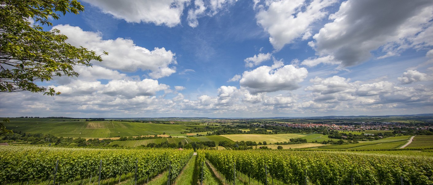 Weite Landschaft mit grünen Weinbergen, einer Stadt im Hintergrund und einem Himmel voller Wolken., © SMG, Achim Mende