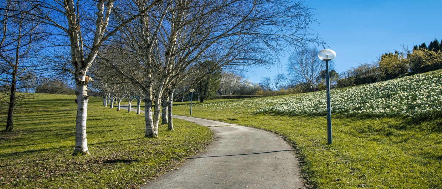 Ein Weg im Aibachgrund Sindelfingen, gesäumt von Bäumen und Laternen, führt durch eine grüne Wiese unter blauem Himmel., © SMG, Sarah Schmid