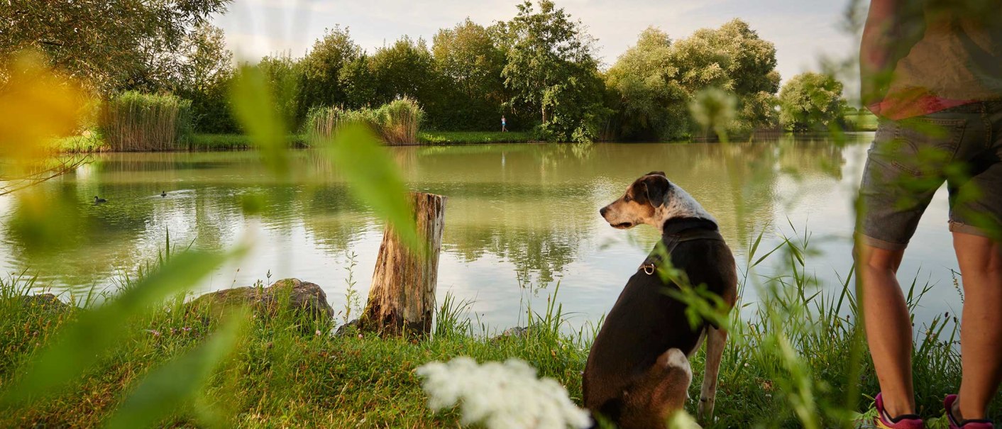 Ein Hund sitzt neben einer Person am Ufer eines Sees, umgeben von gr&uuml;ner Vegetation und B&auml;umen. Im Hintergrund schwimmen Enten., &copy; Stadt Vaihingen an der Enz, Foto: Winkler