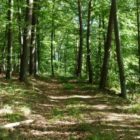 Ein schmaler Weg führt durch ein Buchenwäldchen. Sonnenlicht fällt durch das dichte grüne Blätterdach und beleuchtet den Waldboden., © Natur.Nah. Schönbuch & Heckengäu Ein schmaler Weg führt durch ein Buchenwäldchen. Sonnenlicht fällt durch das dichte grüne Blätterdach und beleuchtet den Waldboden., © Natur.Nah. Schönbuch & Heckengäu