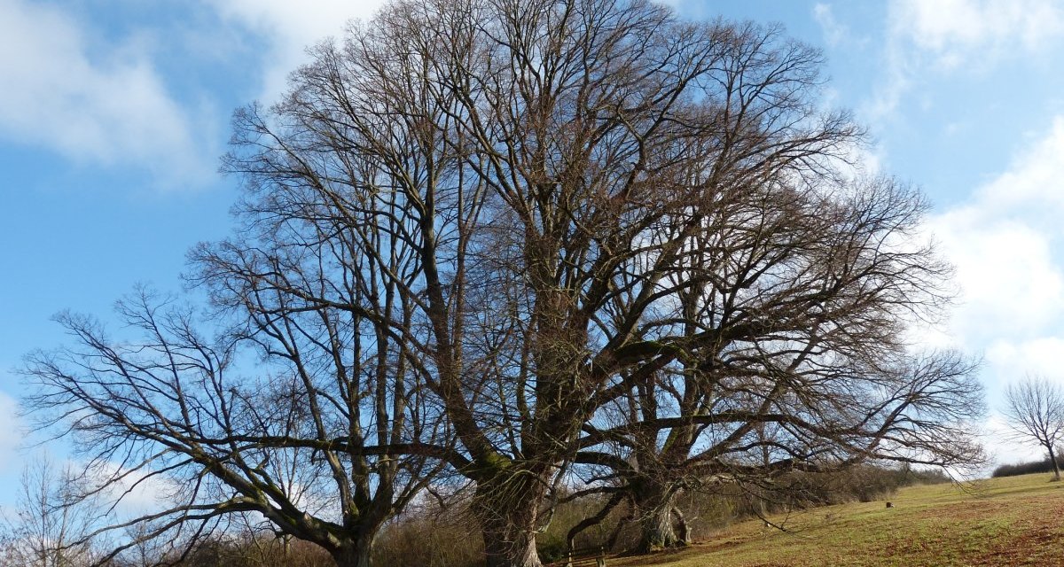 Drei imposante, blattlose Lindenbäume stehen auf einem Hügel unter einem klaren, blauen Himmel mit vereinzelten Wolken., © Natur.Nah. Schönbuch & Heckengäu Drei imposante, blattlose Lindenbäume stehen auf einem Hügel unter einem klaren, blauen Himmel mit vereinzelten Wolken., © Natur.Nah. Schönbuch & Heckengäu