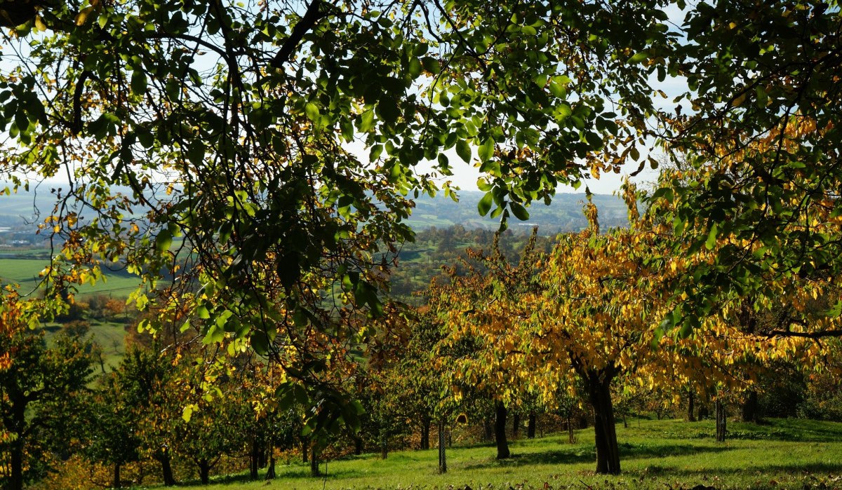 Ein herbstlicher Ausblick durch gr&uuml;ne und gelbe Bl&auml;tter auf ein weites Tal. Die B&auml;ume im Vordergrund sind in herbstlichen Farben gehalten., &copy; Natur.Nah. Sch&ouml;nbuch & Heckeng&auml;u