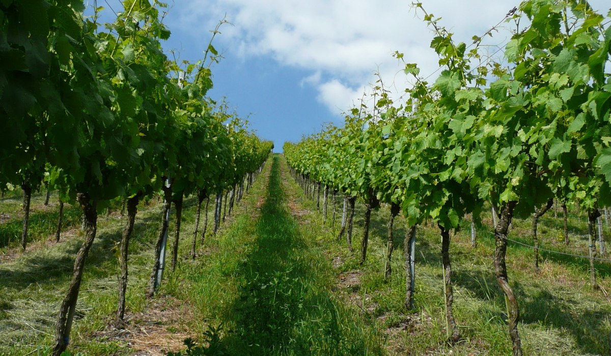 Weinberg in Sachsenheim-Hohenhaslach mit grünen Rebenreihen unter blauem Himmel und weißen Wolken., © Kraichgau-Stromberg Tourismus e.V. Weinberg in Sachsenheim-Hohenhaslach mit grünen Rebenreihen unter blauem Himmel und weißen Wolken., © Kraichgau-Stromberg Tourismus e.V.