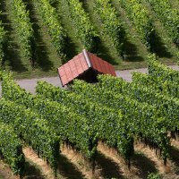 Weinberge im Bottwartal mit einem kleinen Häuschen zwischen den Rebenreihen. Die grünen Reben erstrecken sich in geordneten Linien., © SMG, Achim Mende Weinberge im Bottwartal mit einem kleinen Häuschen zwischen den Rebenreihen. Die grünen Reben erstrecken sich in geordneten Linien., © SMG, Achim Mende