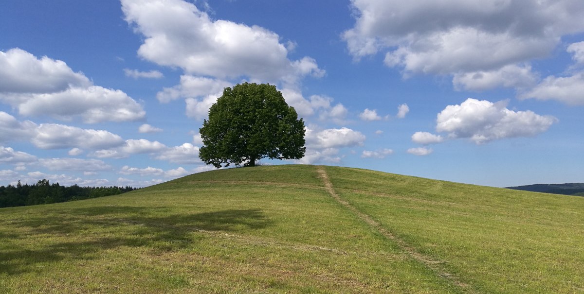 Ein einzelner Baum auf einem Hügel unter blauem Himmel mit weißen Wolken. Ein Pfad führt zum Baum., © Bad Urach Tourismus