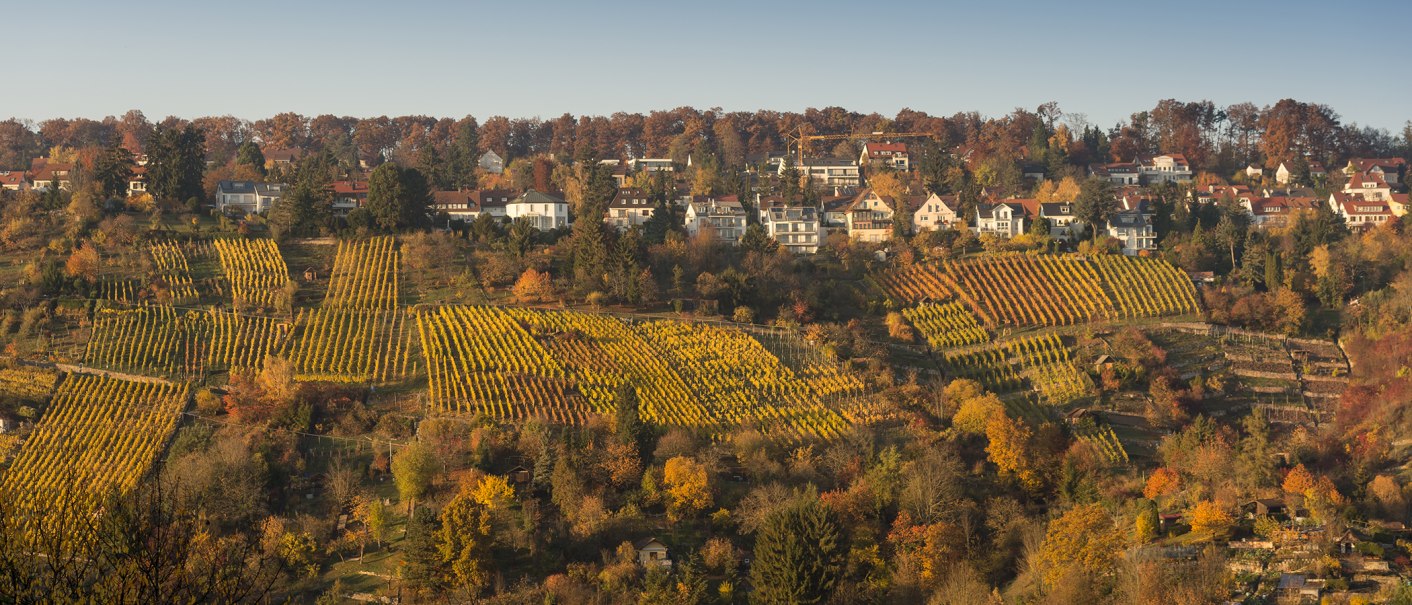 Herbstliche Weinberge in Rohracker mit buntem Laub und Häusern im Hintergrund unter klarem Himmel., © Steilwerk Rohracker Herbstliche Weinberge in Rohracker mit buntem Laub und Häusern im Hintergrund unter klarem Himmel., © Steilwerk Rohracker