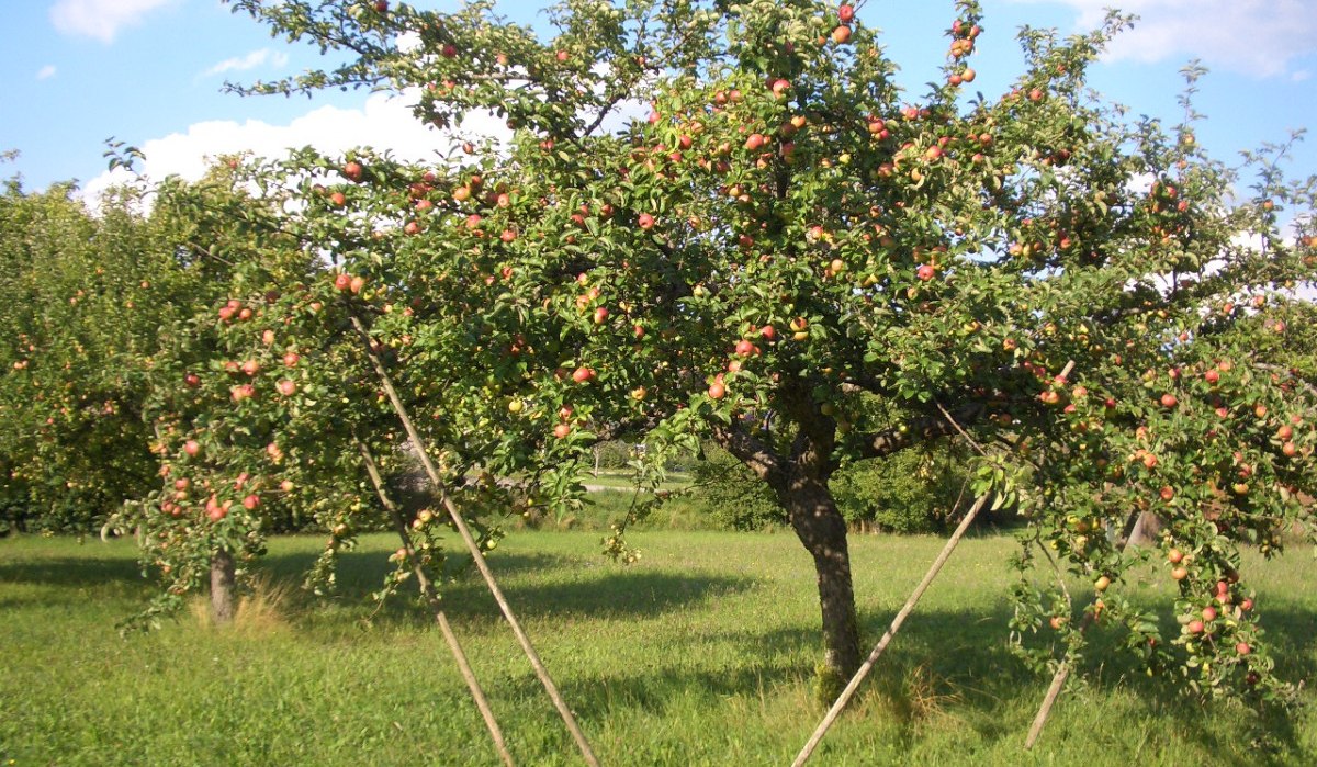 Ein Apfelbaum voller reifer Äpfel steht auf einer grünen Wiese. Der Baum wird von Holzstangen gestützt. Der Himmel ist blau mit einigen Wolken., © Natur.Nah. Schönbuch & Heckengäu Ein Apfelbaum voller reifer Äpfel steht auf einer grünen Wiese. Der Baum wird von Holzstangen gestützt. Der Himmel ist blau mit einigen Wolken., © Natur.Nah. Schönbuch & Heckengäu