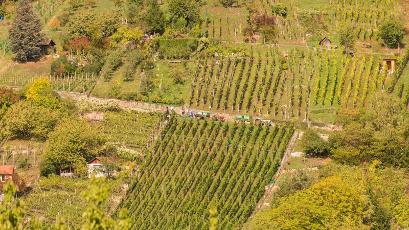 Burghalde Rohracker, © Steilwerk Rohracker