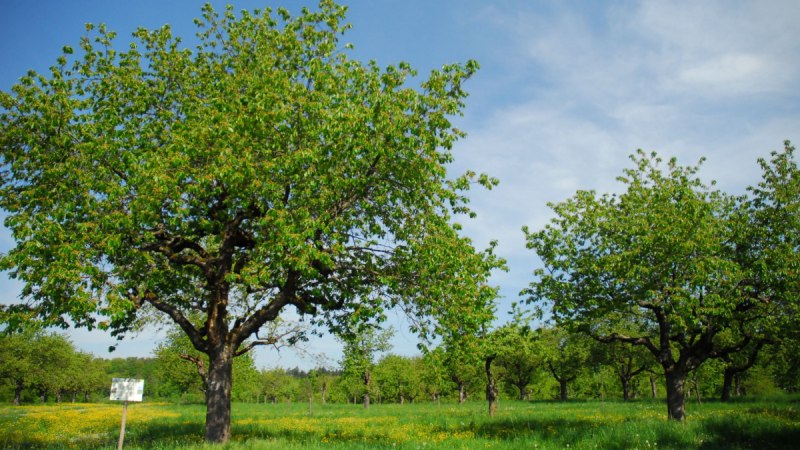 Eine grüne Wiese mit blühenden Bäumen und einem blauen Himmel im Hintergrund. Ein Schild steht links im Bild., © Stadt Schorndorf Eine grüne Wiese mit blühenden Bäumen und einem blauen Himmel im Hintergrund. Ein Schild steht links im Bild., © Stadt Schorndorf