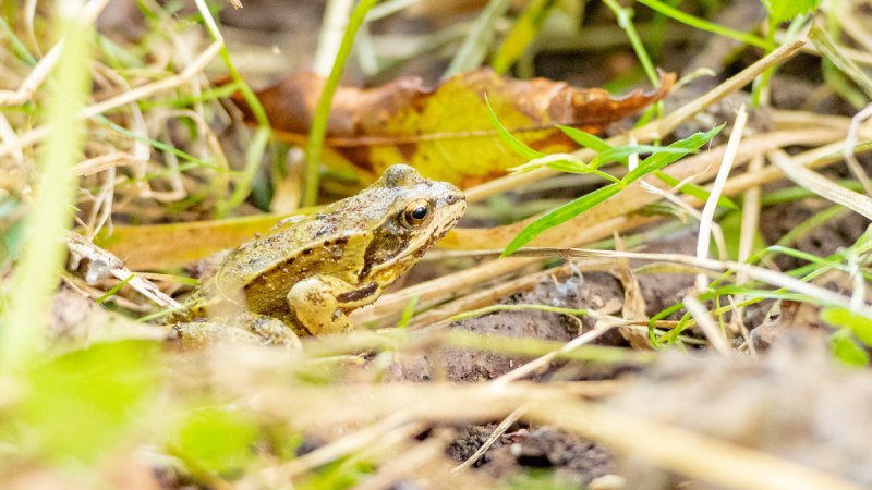 Frosch_Winnenden Breuningsweiler 2 (c) Remstal Tourismus e.V., Heiko Potthoff