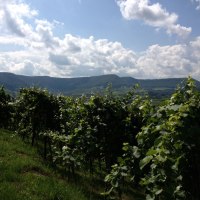 Ein Weinberg mit gr&uuml;nen Reben erstreckt sich vor einer h&uuml;geligen Landschaft. Der Himmel ist teils bew&ouml;lkt, was dem Bild eine idyllische Atmosph&auml;re verleiht., &copy; Jasmin K&uuml;hnle