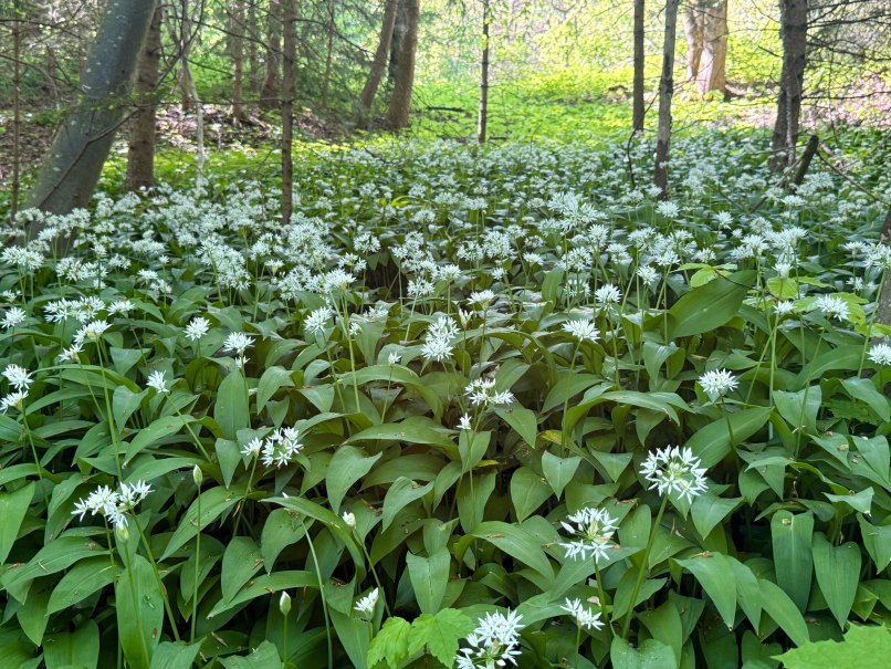 Kr&auml;uterspaziergang