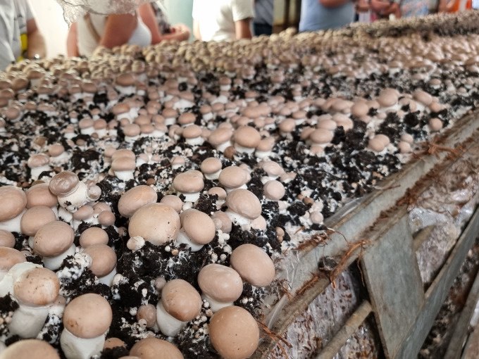 Champignons wachsen dicht an dicht auf einem Substrat, während Menschen im Hintergrund stehen und zuschauen., © SwabianTravel Champignons wachsen dicht an dicht auf einem Substrat, während Menschen im Hintergrund stehen und zuschauen., © SwabianTravel