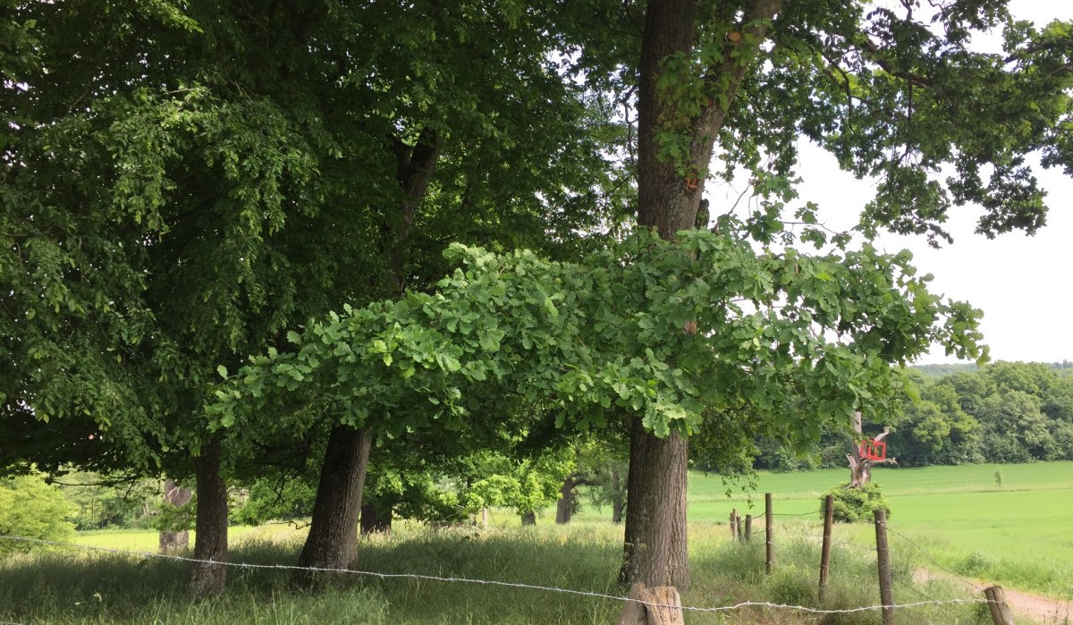 Ein Pfad f&uuml;hrt durch eine gr&uuml;ne Landschaft mit B&auml;umen und einem Zaun. Im Hintergrund ist eine rote Skulptur zu sehen., &copy; www.pro-cycl.de