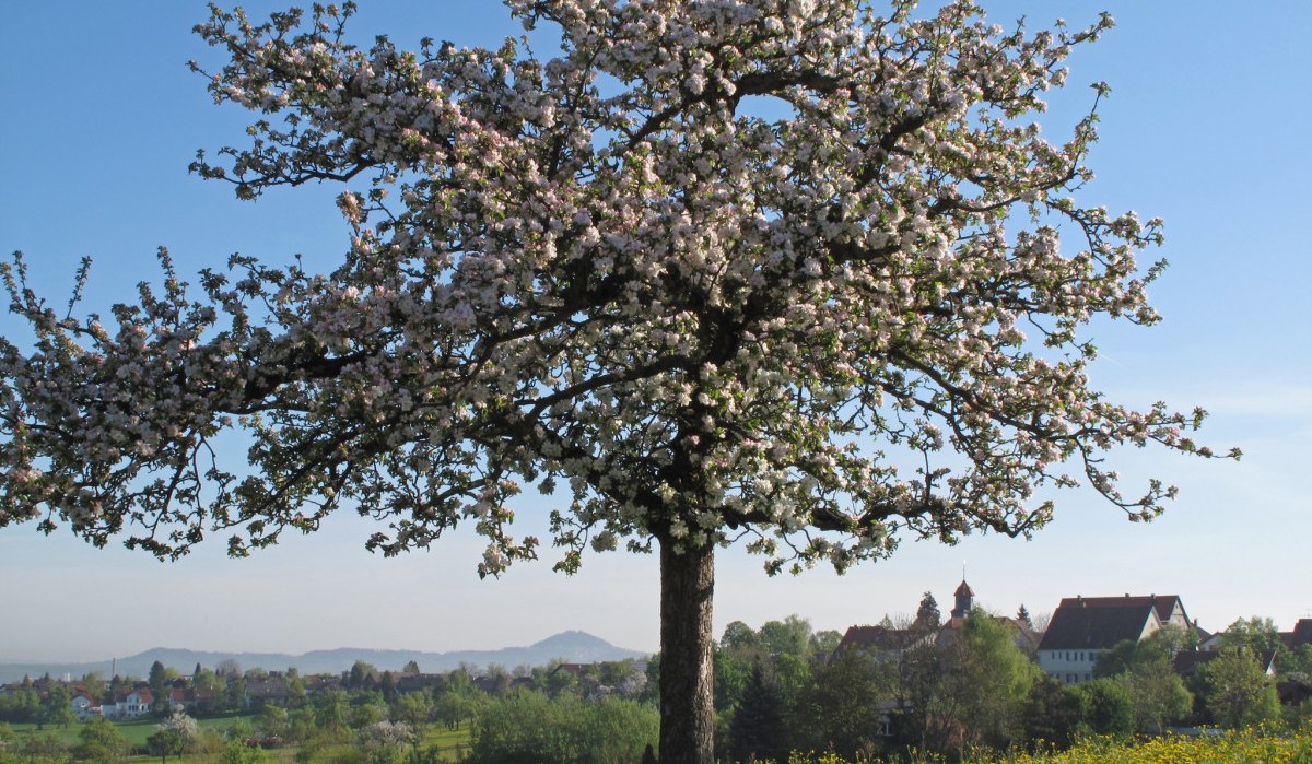 Ein blühender Apfelbaum steht auf einer Wiese voller gelber Blumen. Im Hintergrund sind ein Dorf und Hügel zu sehen., © Landkreis Göppingen Ein blühender Apfelbaum steht auf einer Wiese voller gelber Blumen. Im Hintergrund sind ein Dorf und Hügel zu sehen., © Landkreis Göppingen