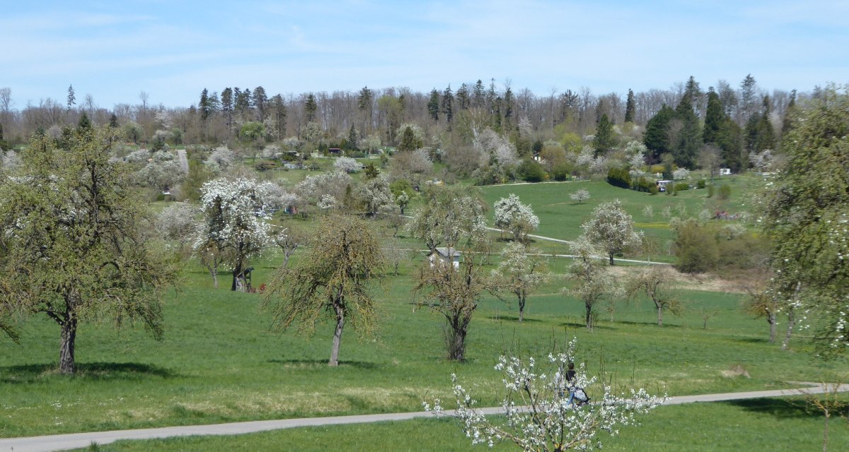 Blühende Obstbäume verteilen sich auf einer grünen Wiese, umgeben von Wald und unter einem klaren blauen Himmel., © Natur.Nah. Schönbuch & Heckengäu Blühende Obstbäume verteilen sich auf einer grünen Wiese, umgeben von Wald und unter einem klaren blauen Himmel., © Natur.Nah. Schönbuch & Heckengäu