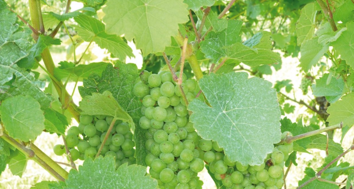 Gr&uuml;ne Weintrauben h&auml;ngen an Reben, umgeben von gro&szlig;en, gr&uuml;nen Bl&auml;ttern. Die Trauben sind noch unreif und dicht beieinander., &copy; Land der 1000 H&uuml;gel - Kraichgau-Stromberg