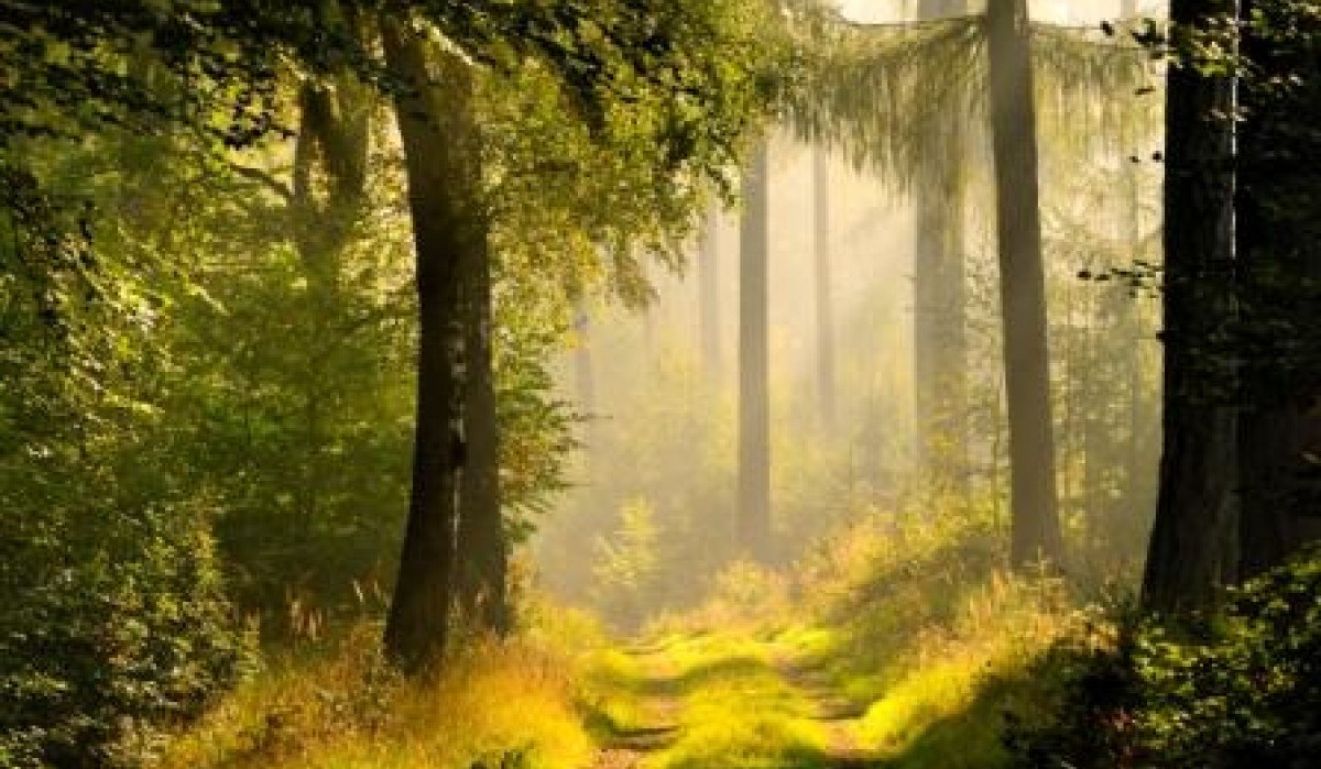 Ein Waldweg im Schönbuch, umgeben von hohen Bäumen und grünem Unterholz, wird von Sonnenstrahlen durchflutet., © Natur.Nah. Schönbuch & Heckengäu Ein Waldweg im Schönbuch, umgeben von hohen Bäumen und grünem Unterholz, wird von Sonnenstrahlen durchflutet., © Natur.Nah. Schönbuch & Heckengäu