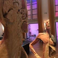 K&ouml;rper Sonderausstellung, &copy; links im Bild