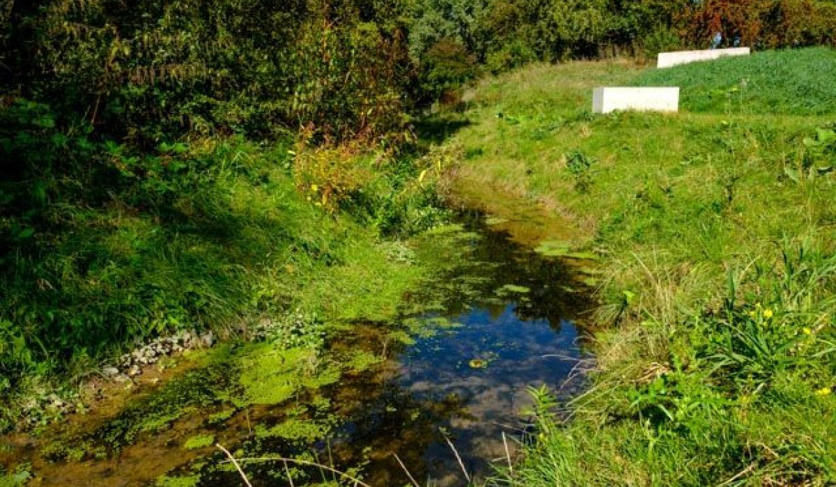 Ein kleiner Wasserlauf mit Algen und Pflanzen, umgeben von grüner Vegetation und Bäumen im Hintergrund., © Remstal Tourismus e.V.