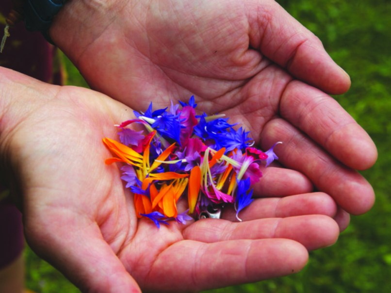Essbare Blüten als Beispielbild für das Ernährungsfestival, © (c)E. Fetzer Essbare Blüten als Beispielbild für das Ernährungsfestival, © (c)E. Fetzer