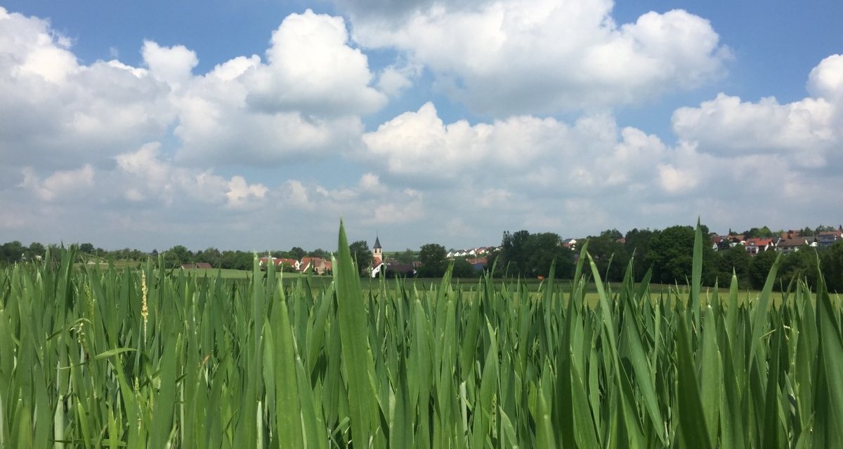Grünes Feld im Vordergrund, dahinter das Dorf Poltringen unter blauem Himmel mit weißen Wolken., © www.pro-cycl.de Grünes Feld im Vordergrund, dahinter das Dorf Poltringen unter blauem Himmel mit weißen Wolken., © www.pro-cycl.de